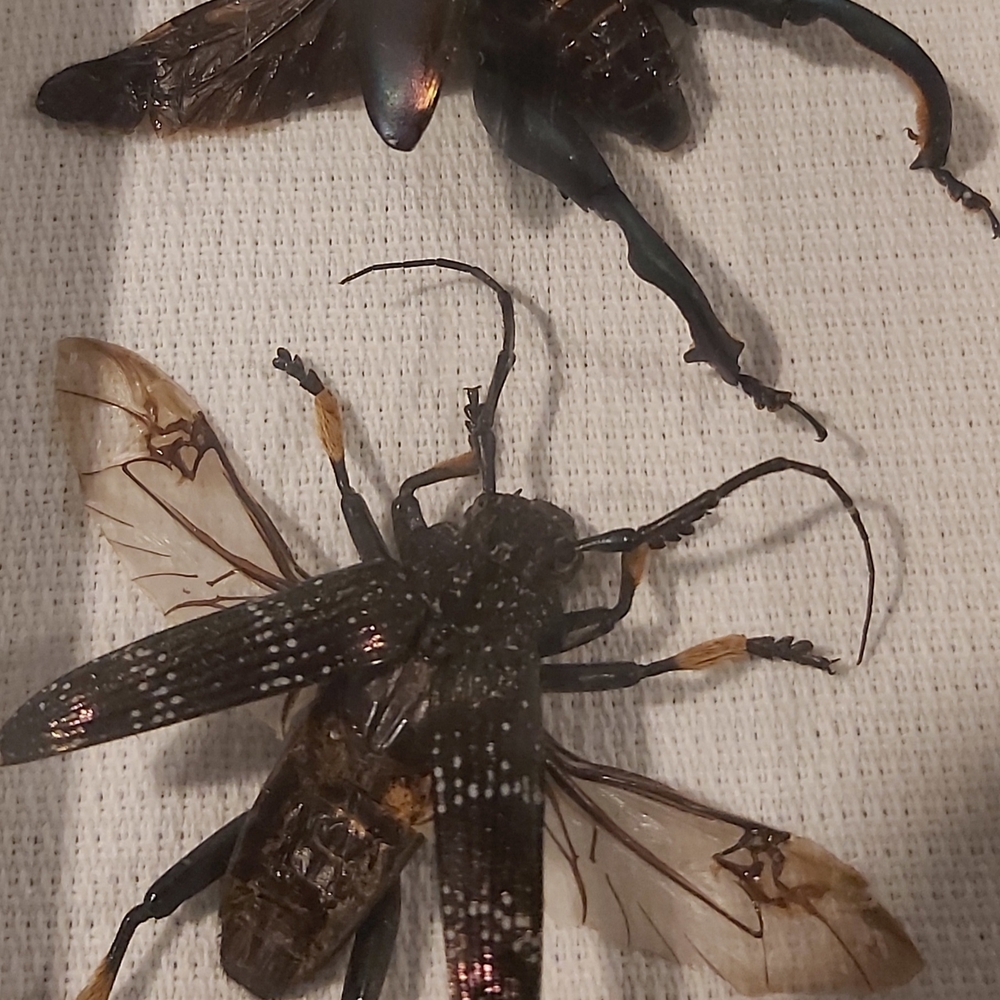 Framed Insect Display with Two Specimens - Picture 2 of 4